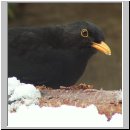 Turdus merula - Amsel m08.jpg